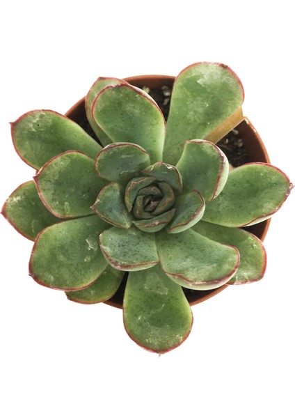 Echeveria Starlite Sukulent