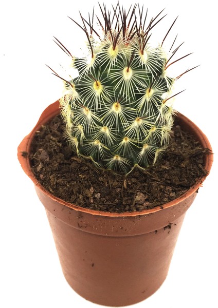 Mamillaria Veronica Kaktüs