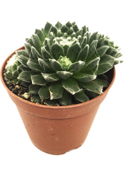 Sempervivum Cebenese Sukulent