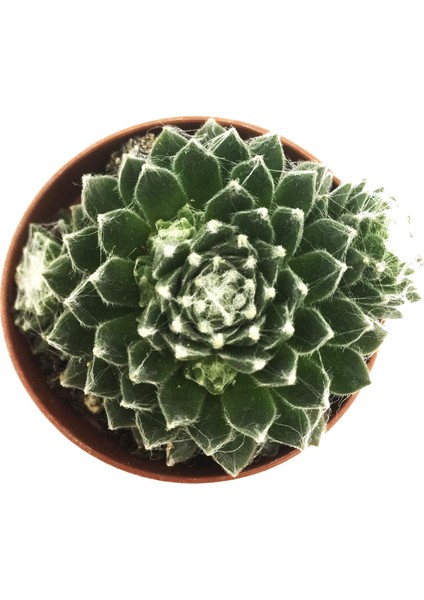 Sempervivum Cebenese Sukulent