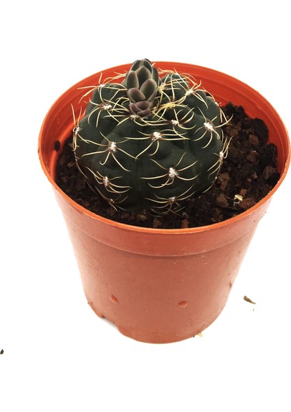 Mamillaria Setrabus Kaktüs