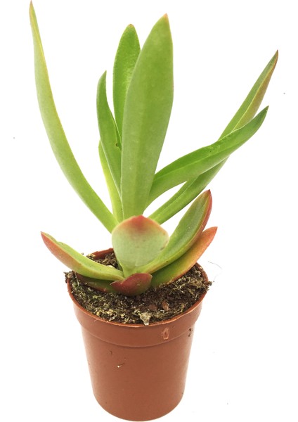 Crassula Campfire Sukulent