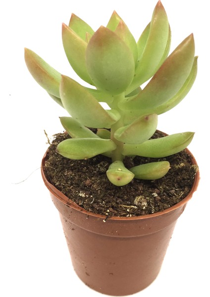 Sedum Adolphii Sukulent