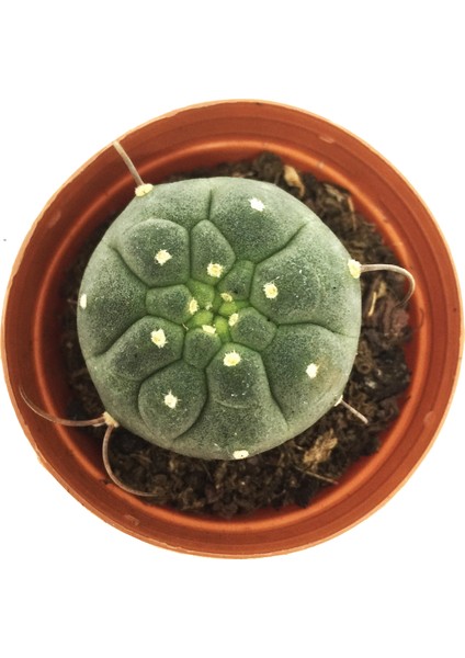 Matucana Madisoniorum Kaktüs fiyatları