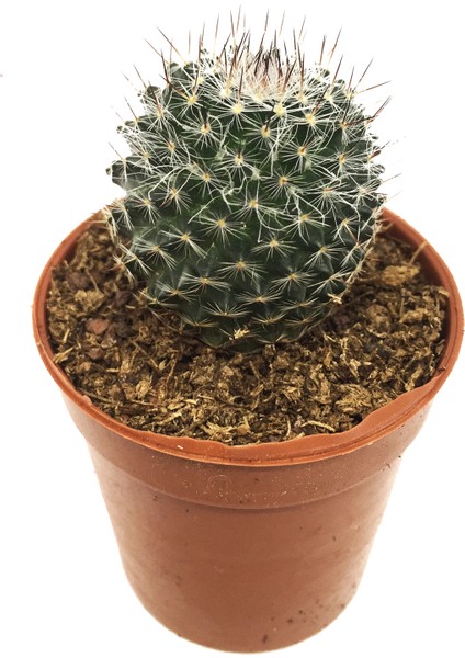 Mamillaria Bombycina Kaktüs