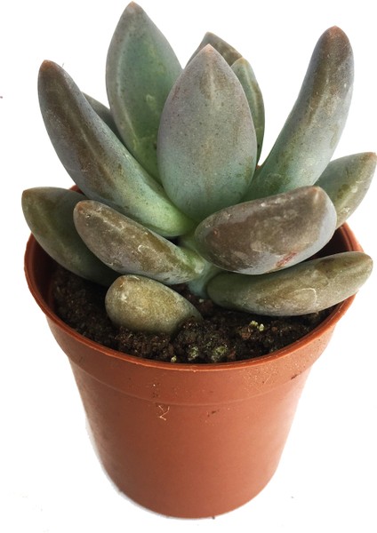 Graptoveria Opalina Sukulent