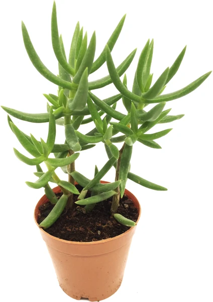 Crassula Tetragona Sukulent