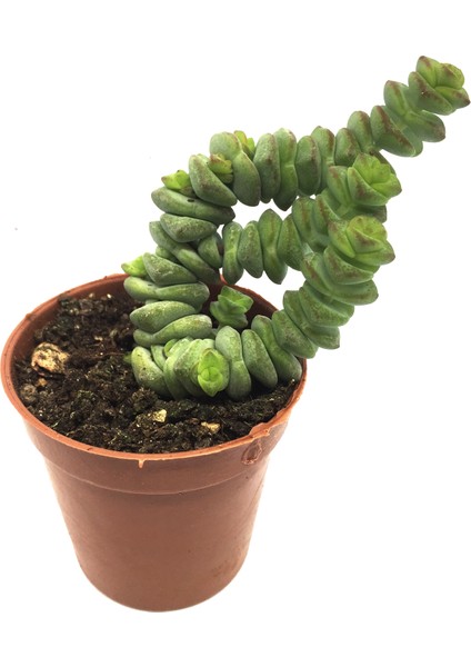 Crassula Marnieriana