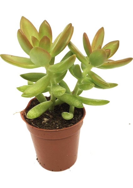 Sedum Nussbaumerianum Sukulent