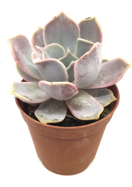 Echeveria Fleur Blanc Sukulent