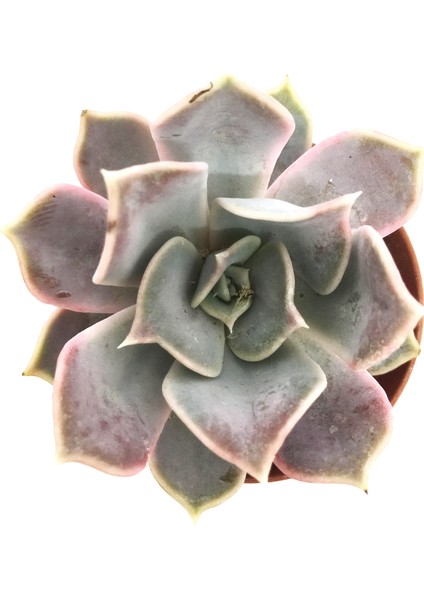 Echeveria Fleur Blanc Sukulent