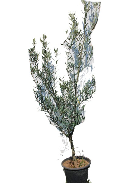 Bursa Gemlik Zeytin Fidanı +150 cm