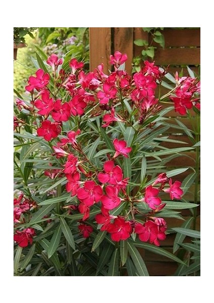 Zakkum Fidanı Pembe Çiçekli +80 cm