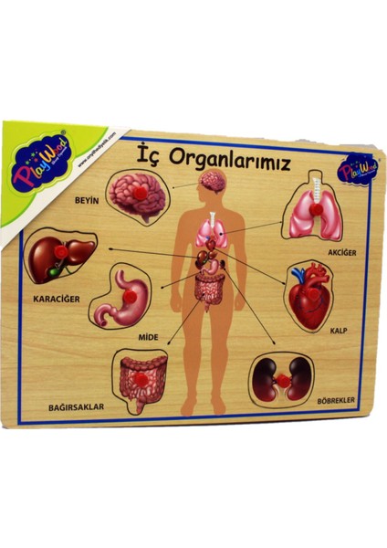 Ahşap Tutmalı Puzzle İç Organlarımız