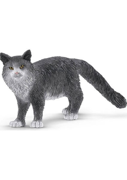 Maine Coon Kedi 13893