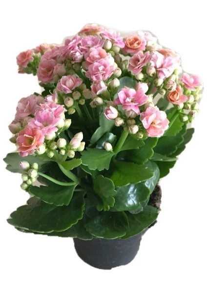 Bahçe Kalanchoe Kalanşo Çiçeği Pembe