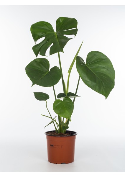 Deve Tabanı Monstera Deliciosa Saksıda