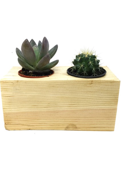 Kaktüs Sukulent Aranjmanı 2'li Ahşap Bitkili