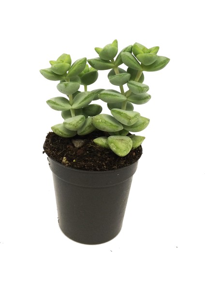 Crassula Rupestrıs Sukulent