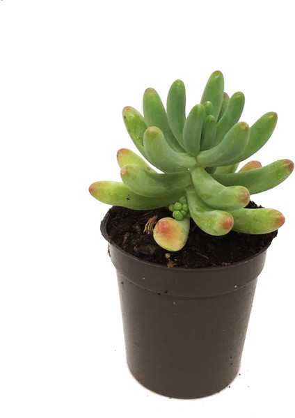 Sedum Pachyphyllum Sukulent