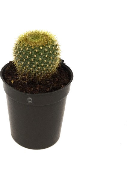Notocactus Altın Top Kaktüs