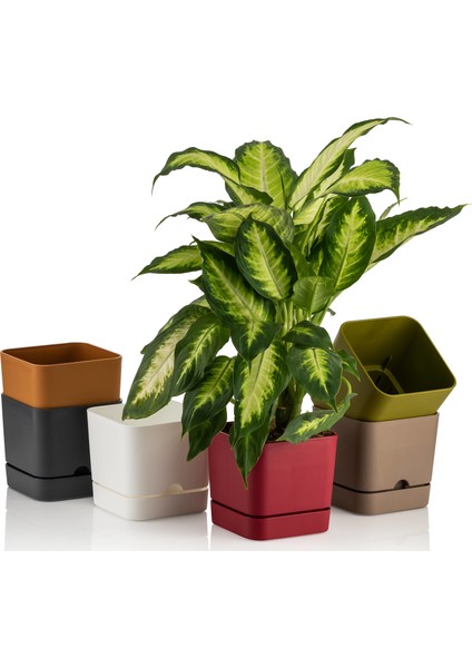Begonya Kare 16 cm Tabaklı Saksı 2,3 lt