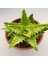 Aloe Zanzibarica Sukulent 5.5'luk Saksıda 1