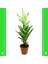 Aloe Zanzibarica Sukulent 5.5'luk Saksıda 2