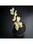 Crassula Portulaca Afra Sukulent 5.5'luk Saksıda 1