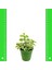 Crassula Portulaca Afra Sukulent 5.5'luk Saksıda 2