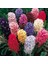 Hyacinthus Karışık Mix Sümbül Soğanı 10'lu 1