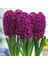 Hyacinthus Woodstock Sümbül Soğanı 3'lü 1