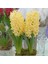 Hyacinthus Yellow Stone Sümbül Soğanı 3'lü 1