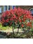 Tüplü Alev Ağacı Photinia Fidanı 1