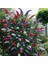 Tüplü Kelebek Çalısı Tricolor Butterfly Bush Buddleia Fidanı 1