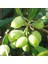 Tüplü Koroneiki Bodur Zeytin Fidanı 1