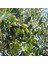 Tüplü Koroneiki Bodur Zeytin Fidanı 2
