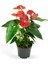 Anthurium Andraeanum Red Kırmızı Antoryum Flamingo Çiçeği 2