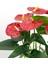 Anthurium Andraeanum Red Kırmızı Antoryum Flamingo Çiçeği 3