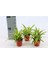 Chlorophytum Comosum Kurdele Bitkisi 2