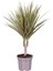 Dracaena Marginata Bicolor 1 Gövdeli 1