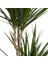 Dracaena Marginata Bicolor 1 Gövdeli 2