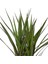 Dracaena Marginata Bicolor 1 Gövdeli 4