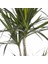 Dracaena Marginata Bicolor 1 Gövdeli 5