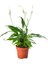Spathiphyllum Wallisii Bebek Barış Çiçeği 1