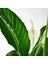 Spathiphyllum Wallisii Bebek Barış Çiçeği 3