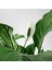 Spathiphyllum Wallisii Bebek Barış Çiçeği 2