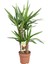 Yucca Massengena Yuka Bitkisi 2 Gövdeli 80 - 100 cm 1