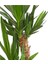Yucca Massengena Yuka Bitkisi 2 Gövdeli 80 - 100 cm 2