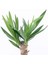 Yucca Massengena Yuka Bitkisi 2 Gövdeli 80 - 100 cm 3